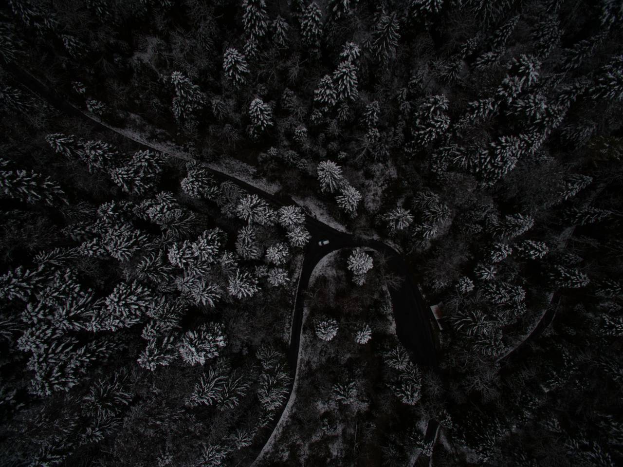 aéreo, vista, oscuro, noche, árbol, planta, bosque,