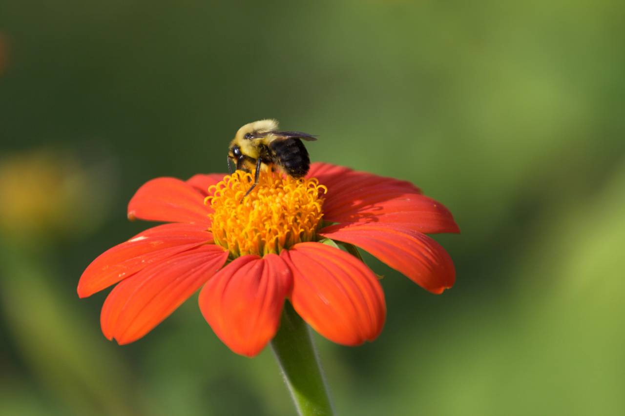 bee, spring, flower, pollen, nature, outdoors, organic, natural, garden, fresh, bloom, blossom, botany, plants, bug, insect
, 