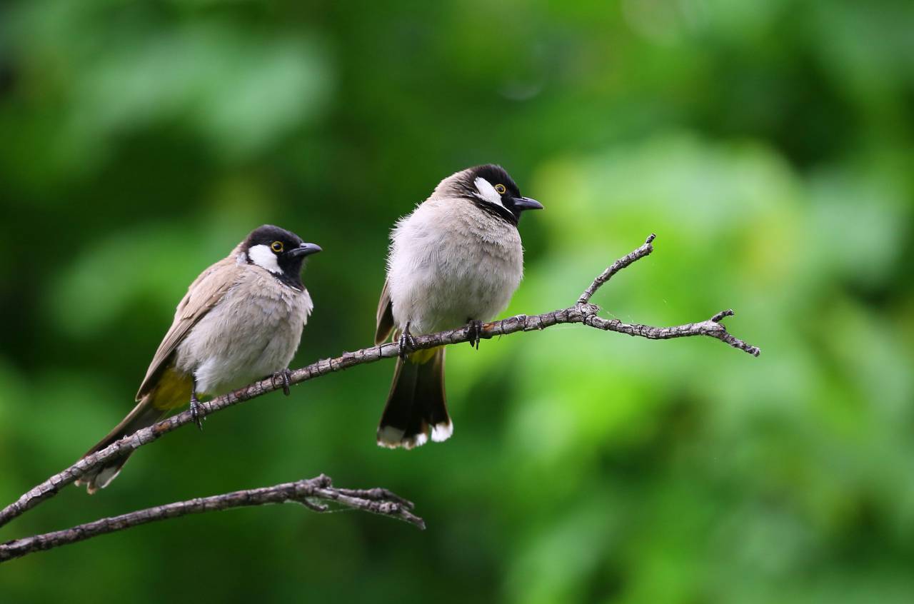 pájaro, animal, verde, planta, árbol, naturaleza, plumas,