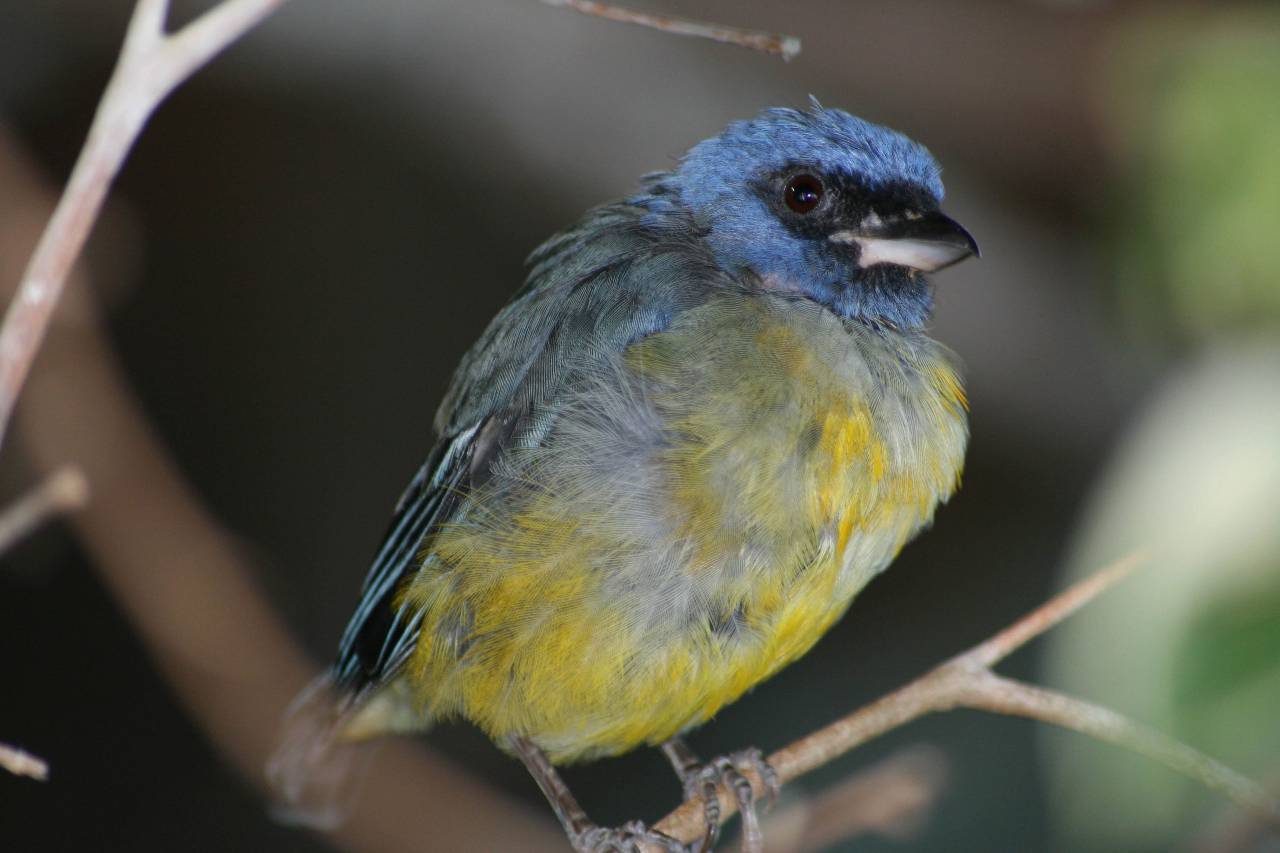 bird, trees, animal, wildlife, nature, outdoors, forest, perch, feathers, colorful, branch, wings, eye, beak, habitat, natural
, 