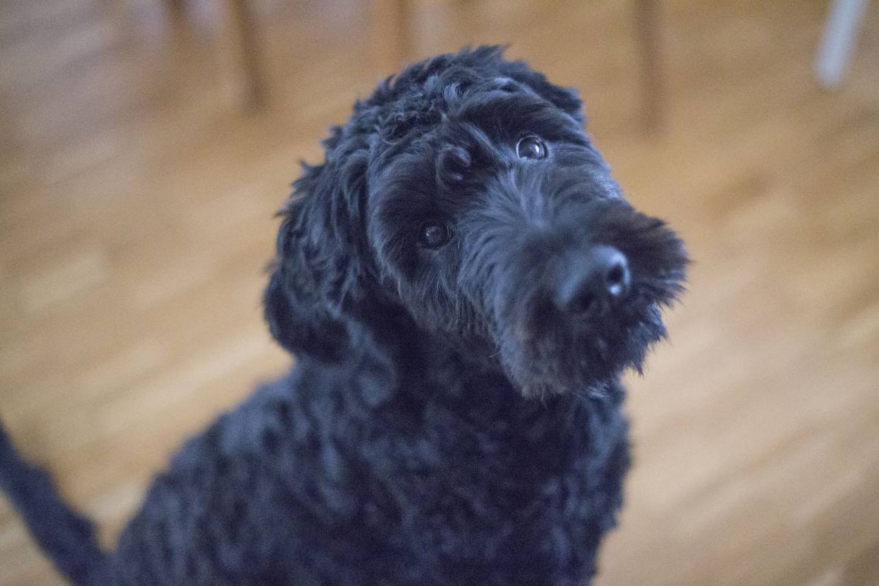 preto, cachorrinho, cachorro, animal de estimação, desfoque,
