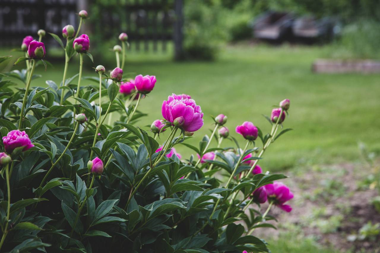 blossoms, garden, flower, bloom, fresh, plants, outdoors, nature, spring, petals, summer, flowers, pink, green, leaves, backyard
, 