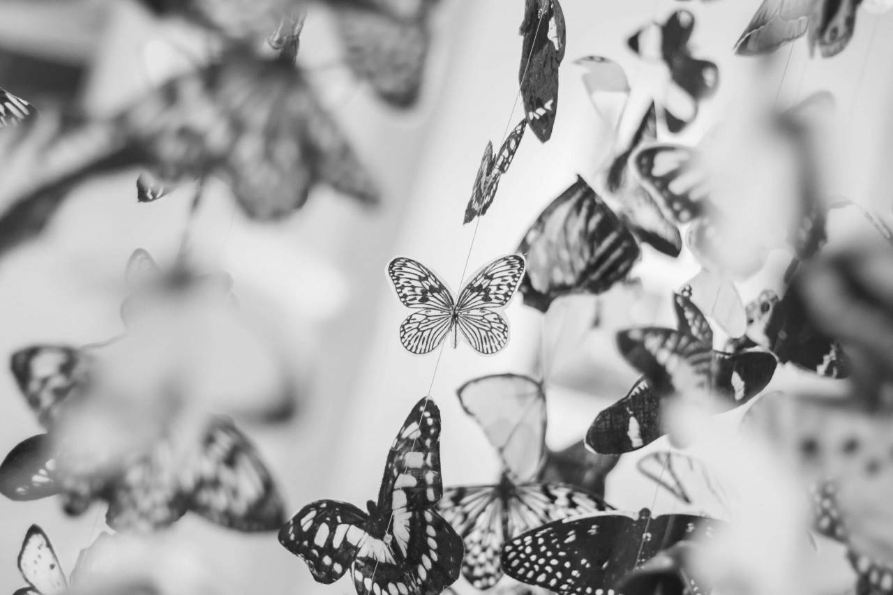 mariposa, mariposas, alas, blanco y negro,