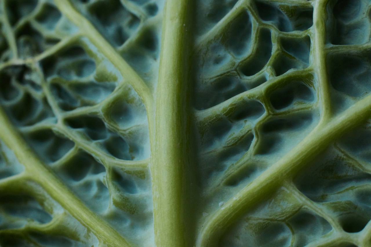cabbage, leaf, macro, background, texture, green, food, healthy, vegetable, close up, cooking, ingedient, fresh, agriculture
, 