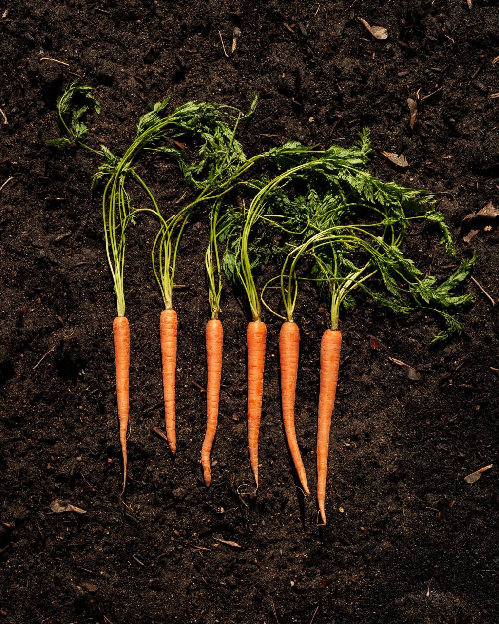zanahorias, suelo, parte superior, ver verduras, suciedad, jardín, alimentos, fondo, tierra, orgánico, crudo, humus, jardinería, creciente, naranja, zanahoria,