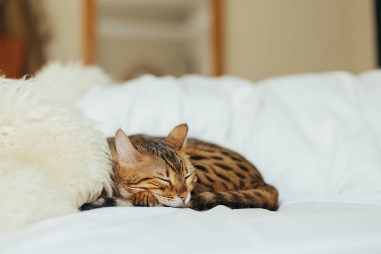 cat, kitten, animal, pet, blur, fur, bed
, 