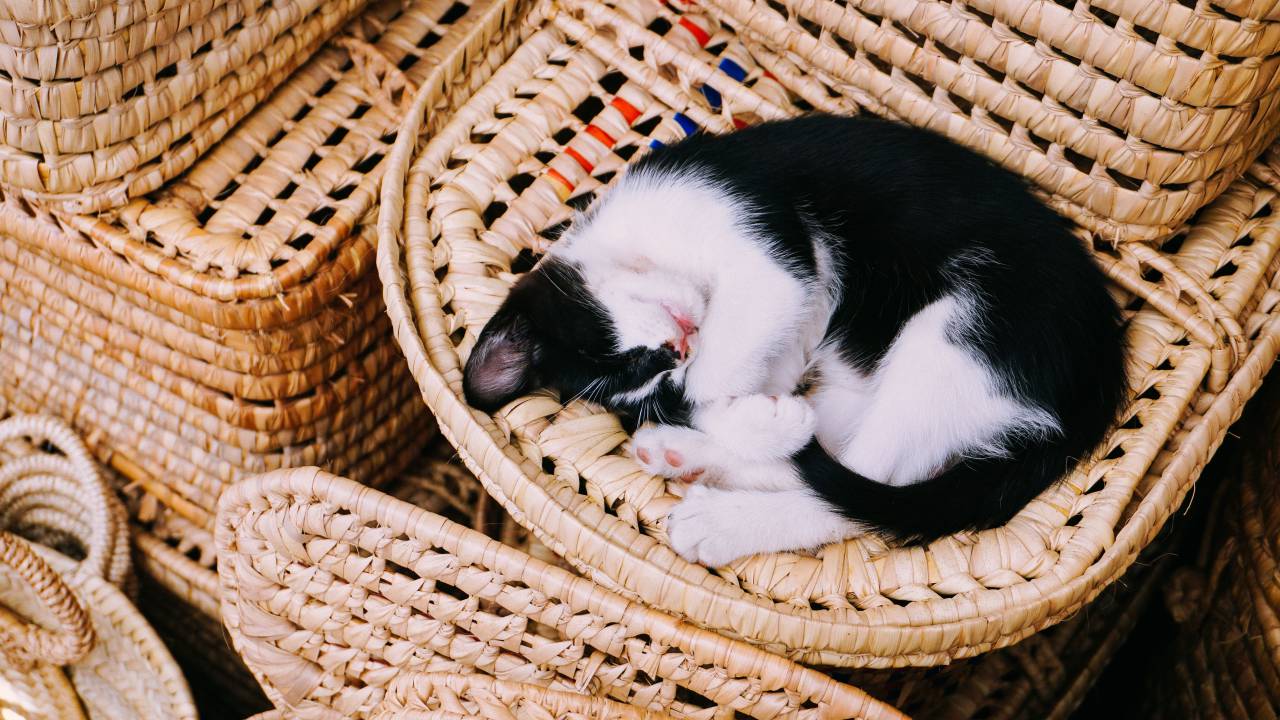 gato, gatito, sueño, mascota, animal, cesta,