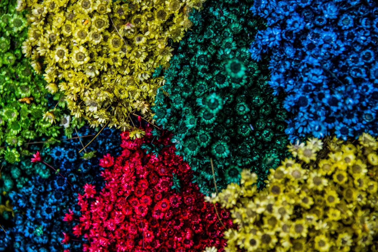colores, flores, jardín, naturaleza,