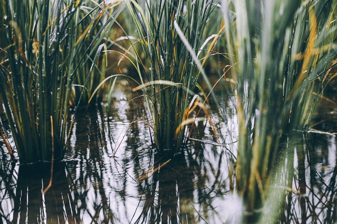 crops, farm, wheat, harvest, plants, green, field, water, agriculture, outdoor
, 