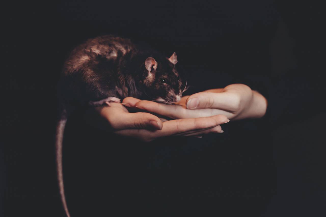 oscuro, rata, ratón, animal, mano, palma,