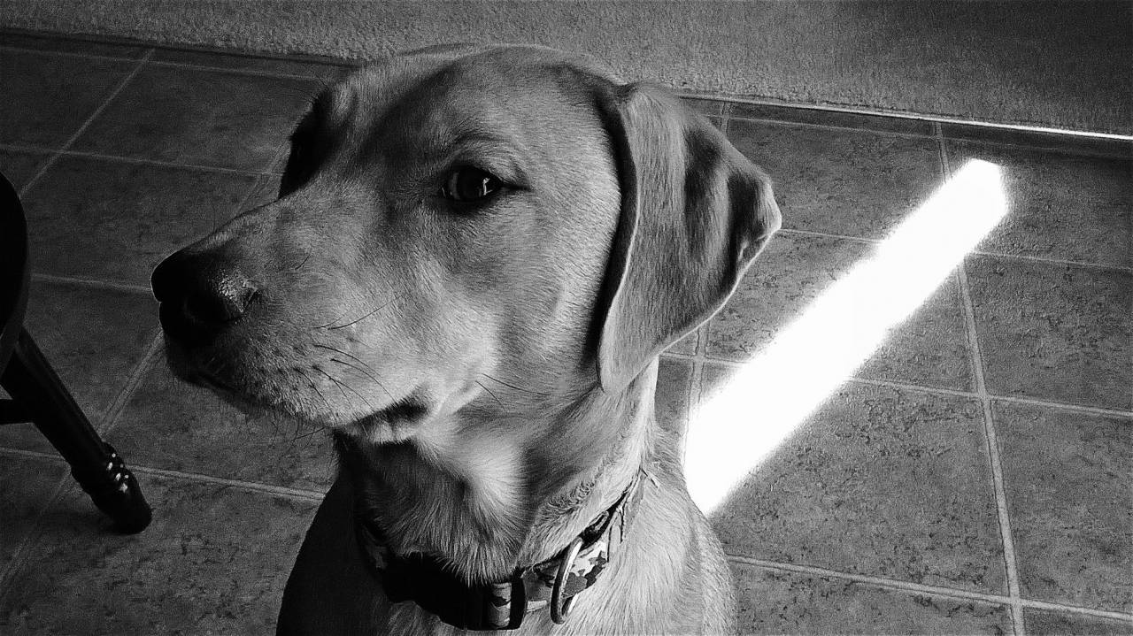 Perro, blanco y negro, canino, mascota,
