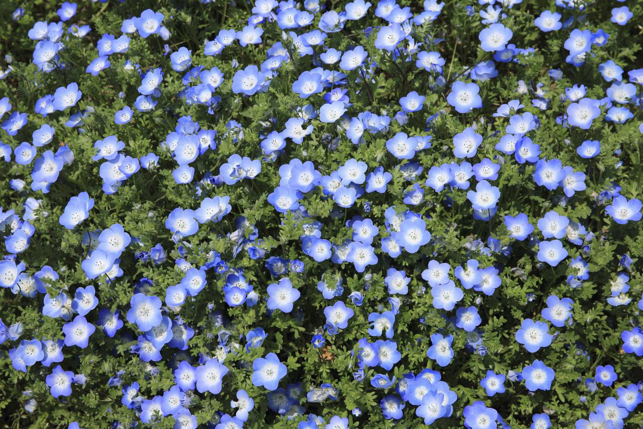 Flor azul, pétalo, flor, jardín, planta, naturaleza, otoño, otoño, verde, hojas,