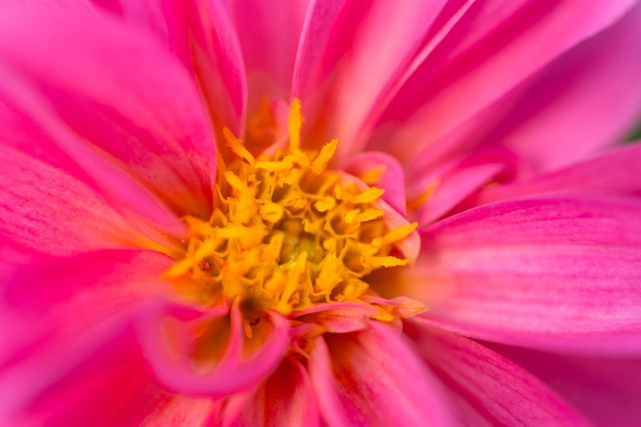 flower, macro, close up, nature, outdoors, garden, fresh, petals, pollen, bloom, blossom, botany, plants, pretty, beautiful, wallpaper, natural, organic, pink, bokeh
, 