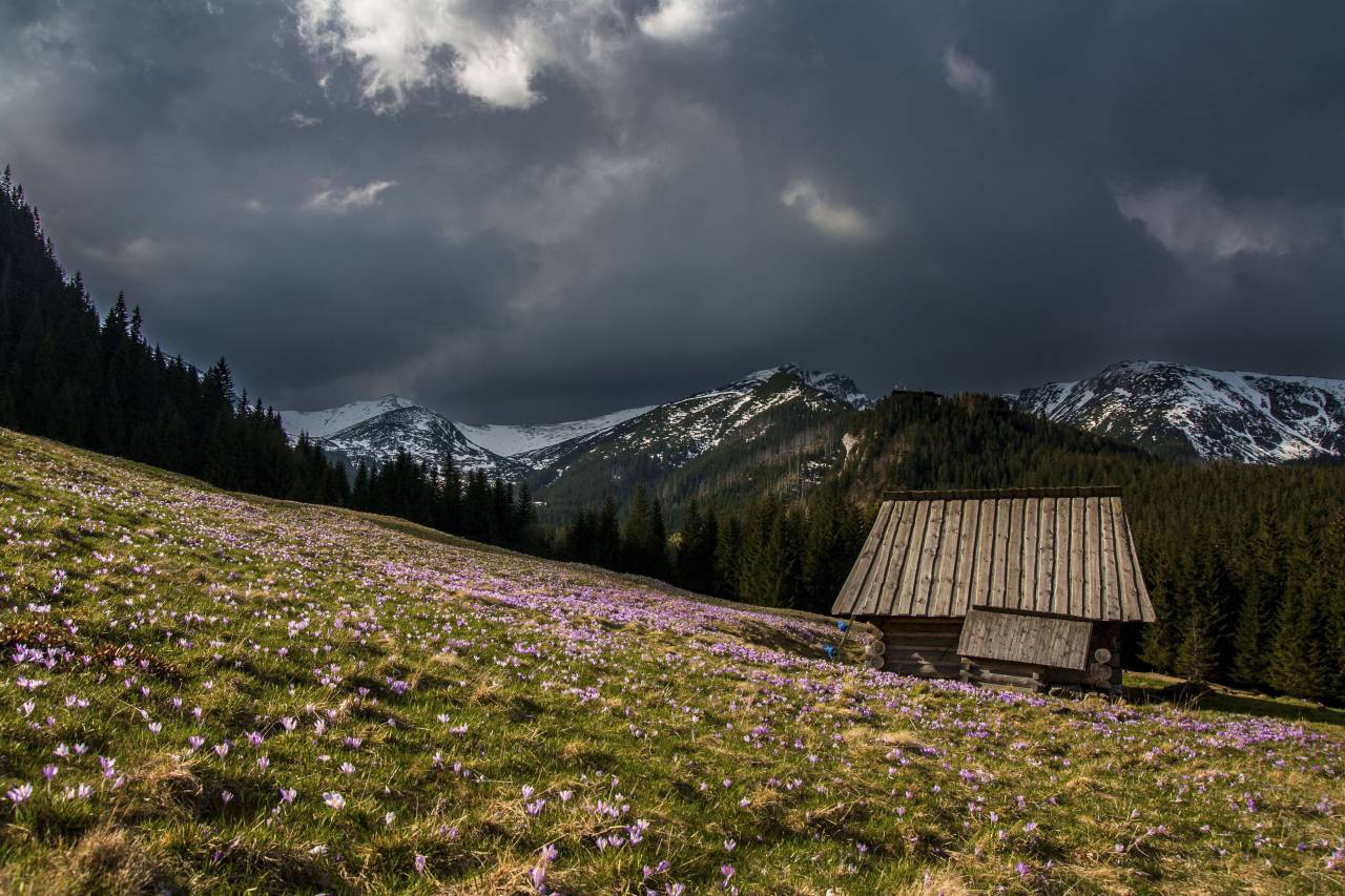 flower, pink, petal, bloom, garden, plant, nature, autumn, fall, house, home, hut, clouds, sky, mountain, travel, adventure, woods, forest, trees, field
, 