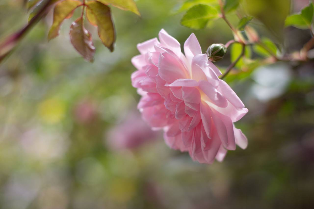 Flor, rosa, pétalo, flor, jardín, planta, naturaleza, otoño, otoño, hojas, verde