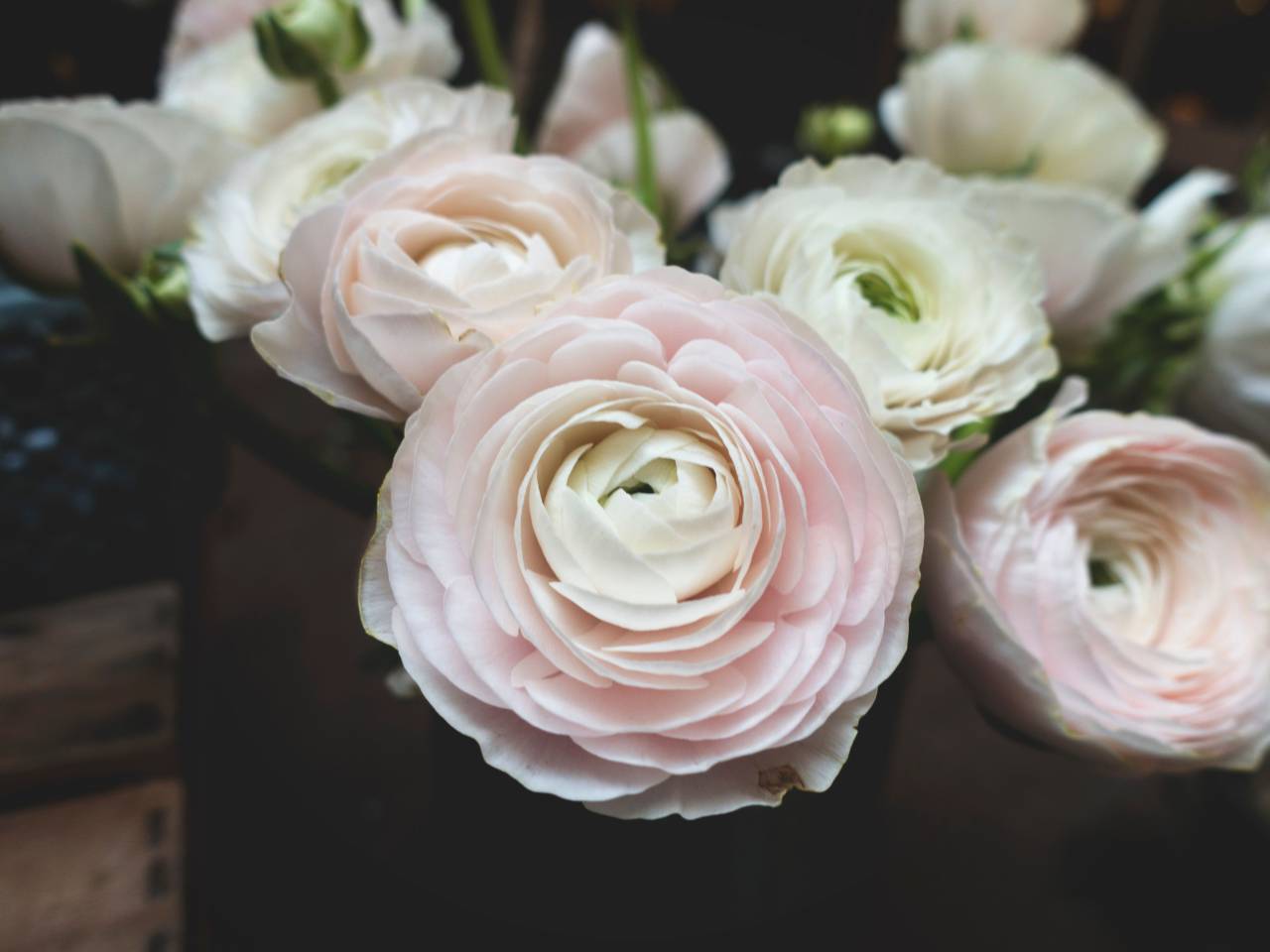 Flor blanca, pétalo, flor, jardín, planta, naturaleza, otoño, otoño, rosa, rosa,