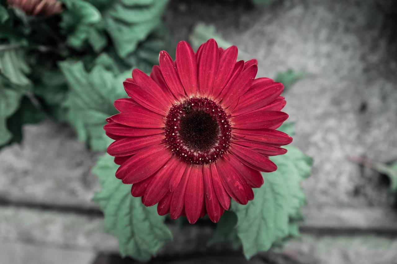 flowers, nature, blossoms, leaves, petals, red, gerbera, still, bokeh
, 