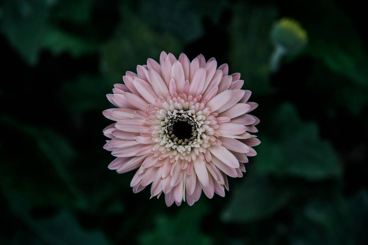 flowers, nature, blossoms, petals, leaves, stems, violet, lilac, purple, bokeh
, 