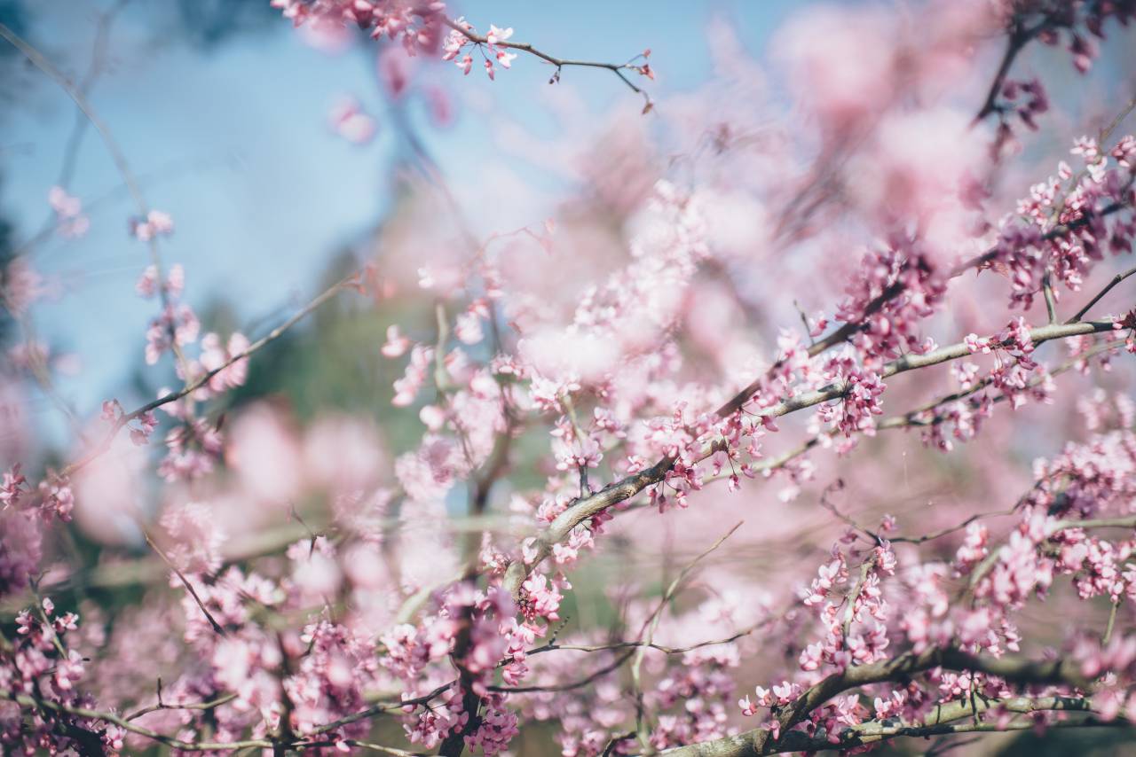 flowers, nature, pink, blossoms, spring, summer, branches, outdoors, trees
, 