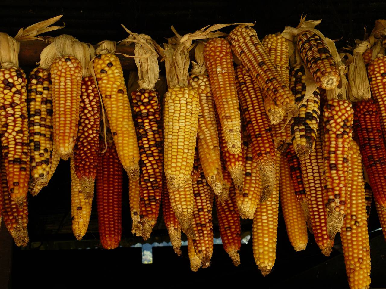 food, crop, harvest, corn, kernels, hanging, row, patterns, shapes, colors, yellow
, 