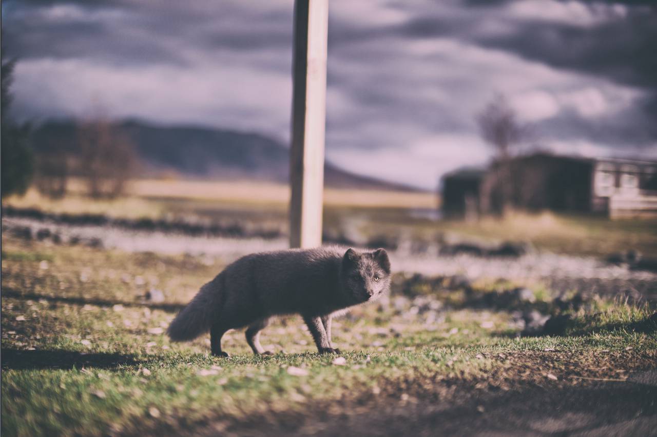 Fox, animal, fauna, hierba, al aire libre, desenfoque,