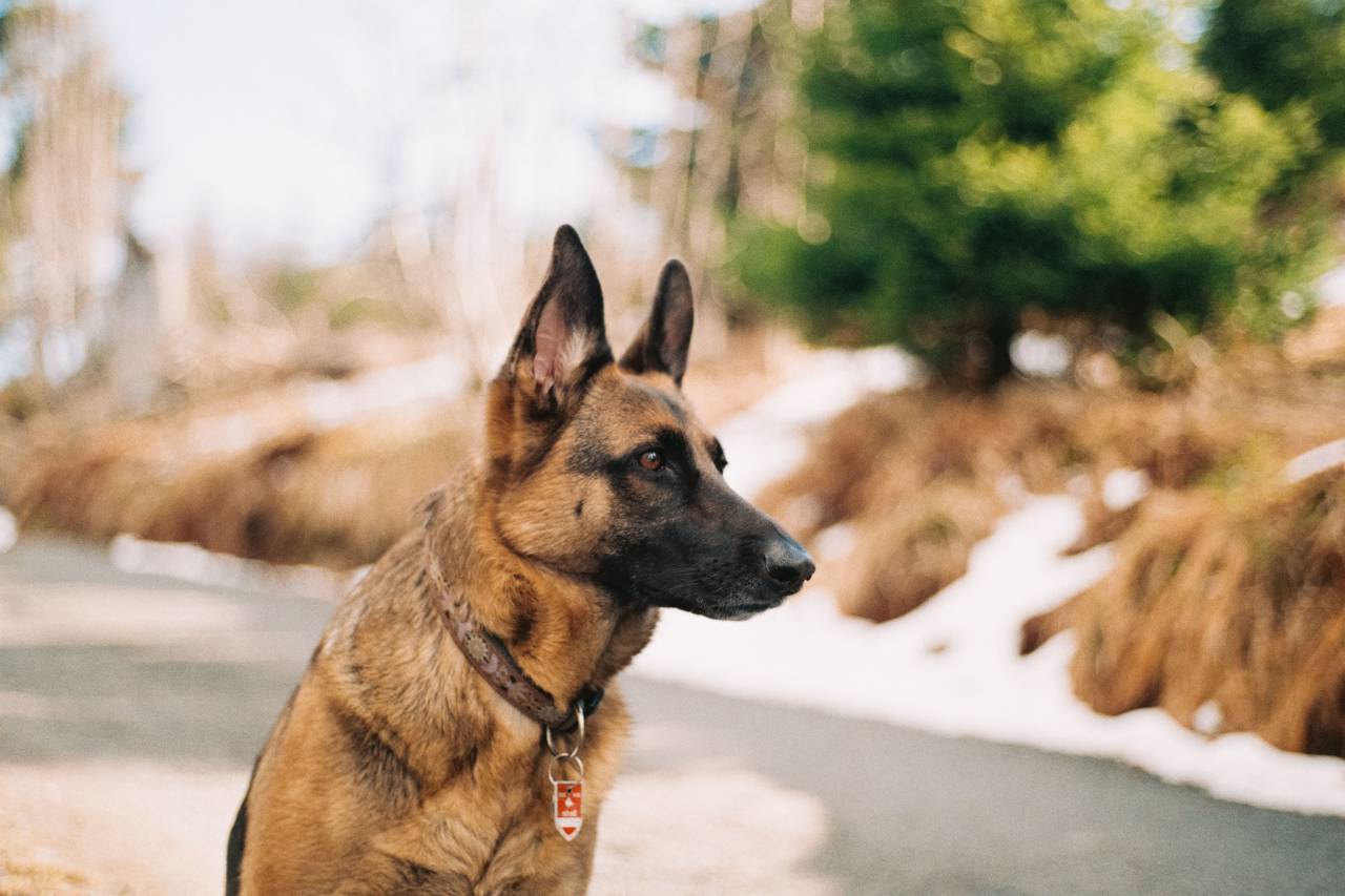 german shepherd, pet, animal, friend, security, guard, dog, blur, bokeh, outdside
, 