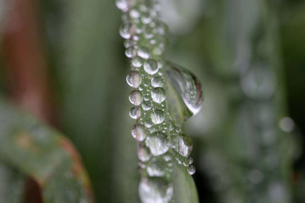 grass, dew, rain, wet, droplet, nature, outdoors, environment, green, plant, water, blade, close up, growth, wallpaper, macro
, 