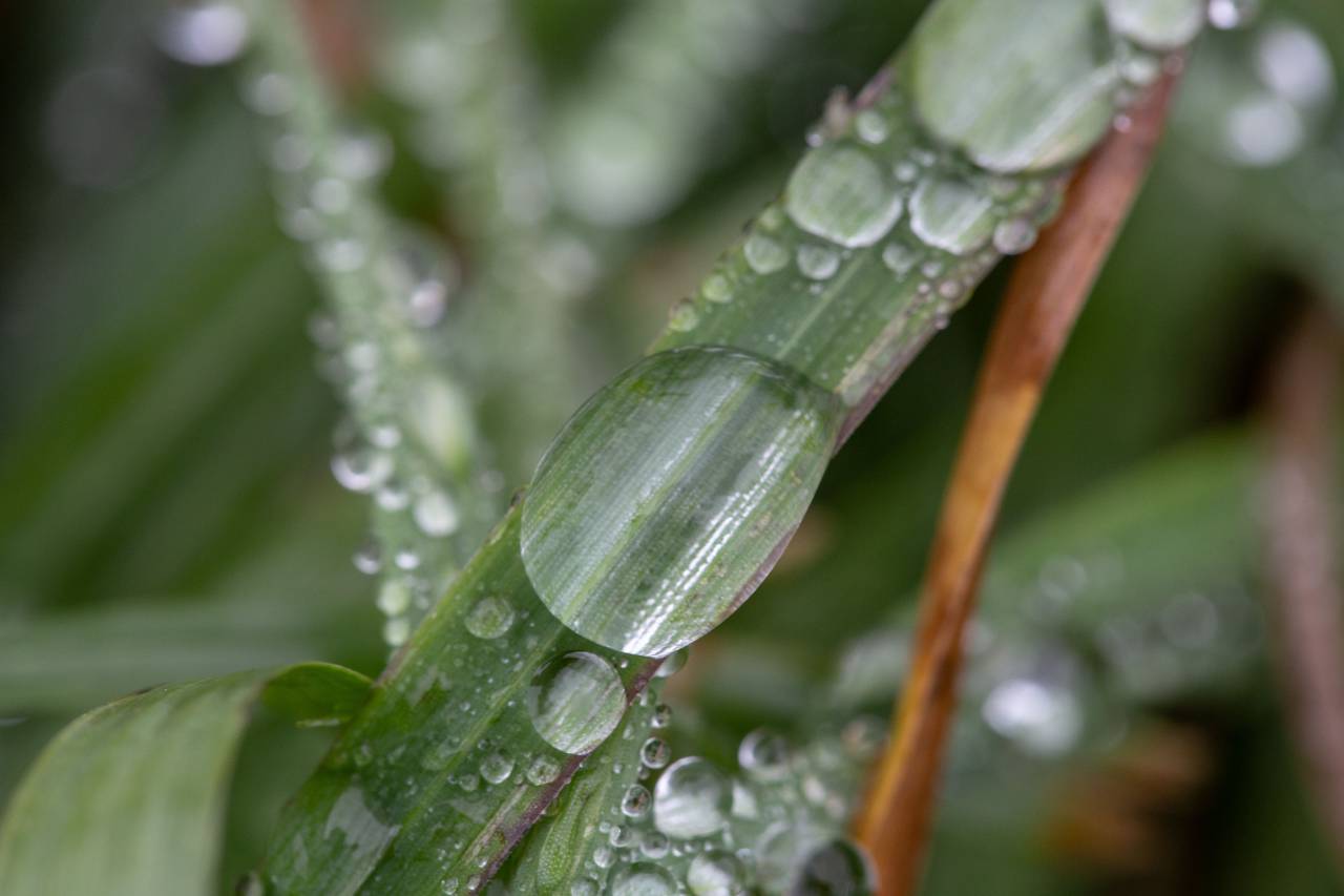 césped, rocío, lluvia, mojado, gotita, naturaleza, al aire libre, ambiente, verde, planta, agua, macro, espada, de cerca, crecimiento, papel pintado,