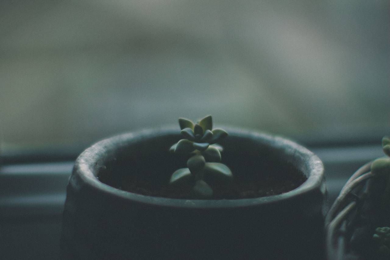 verde, planta, naturaleza, maceta,