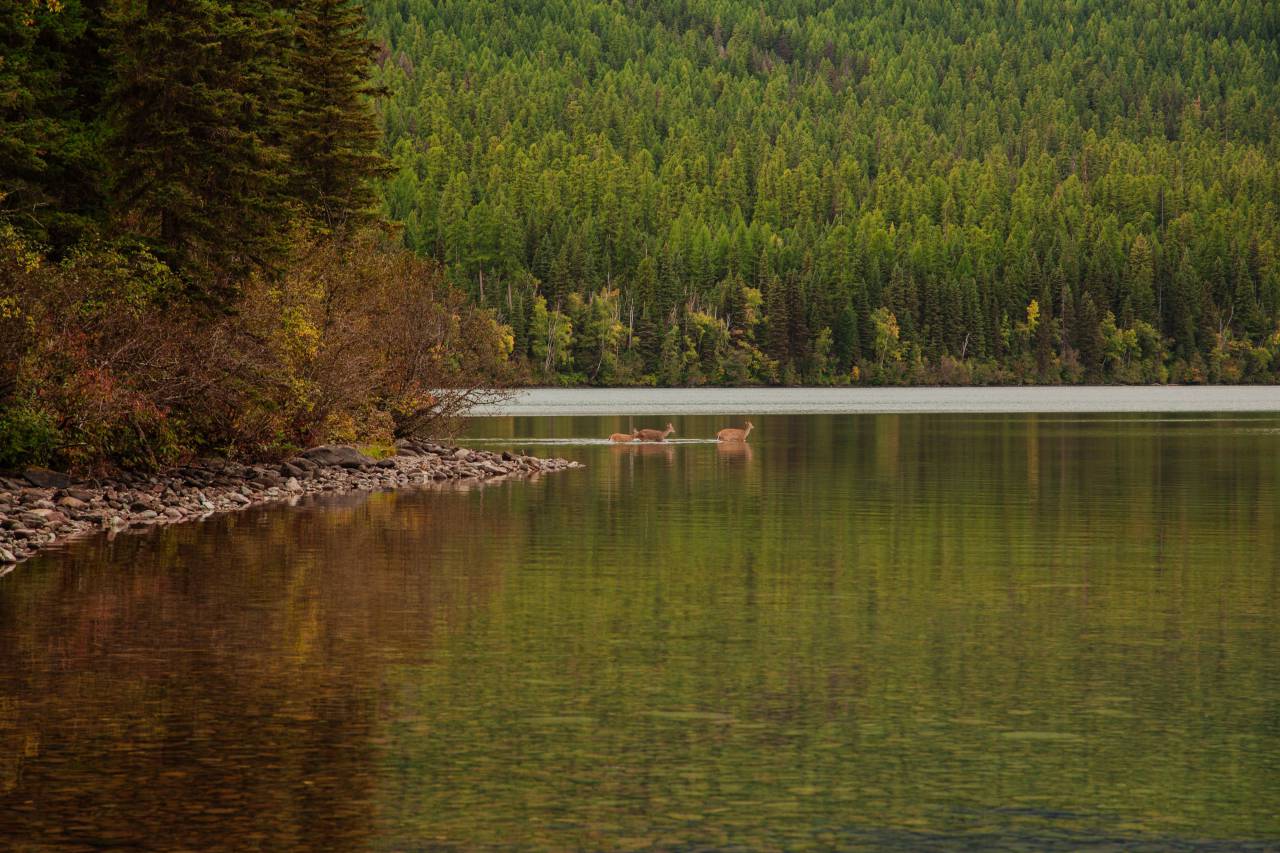 Canguro, animales, vida silvestre, lago, agua, montaña, bosque, árboles, plantas, naturaleza, paisaje, costa, otoño, otoño,