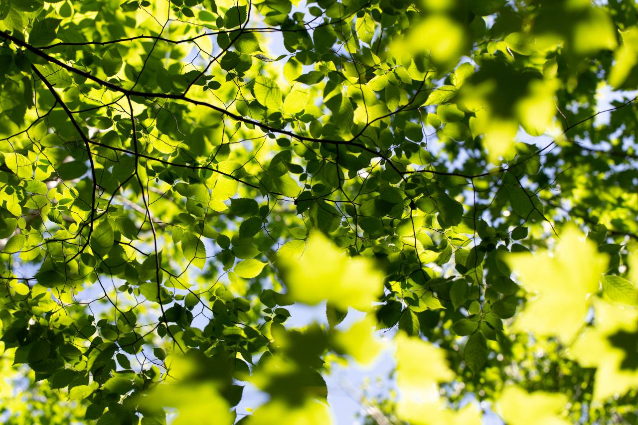 hoja, patrón, papel tapiz, textura, fondo, macro, planta, hojas, verde, crecimiento, naturaleza, orgánico, detalle, vida vegetal, al aire libre, natural, cielo, ligero,