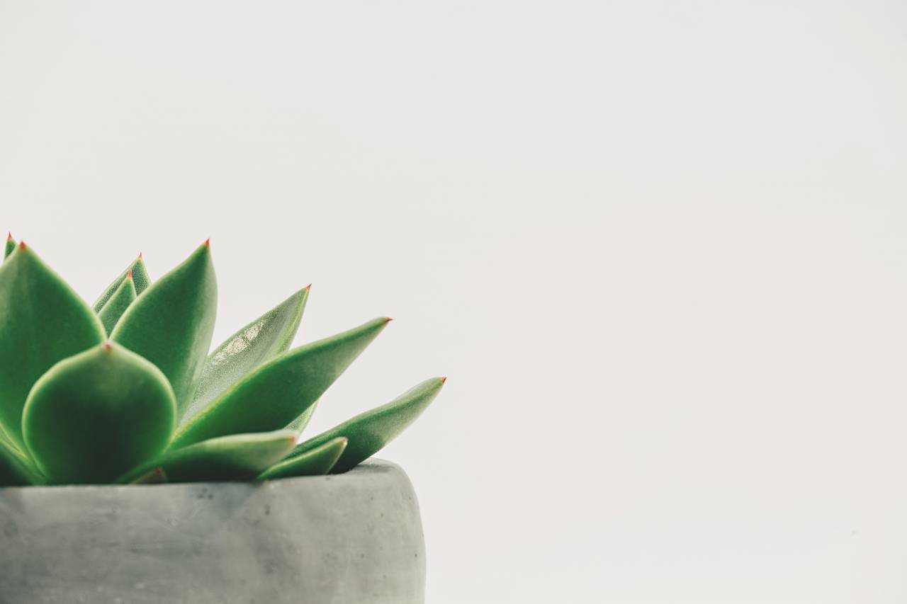 hojas, verde, planta, maceta, maceta, florero,