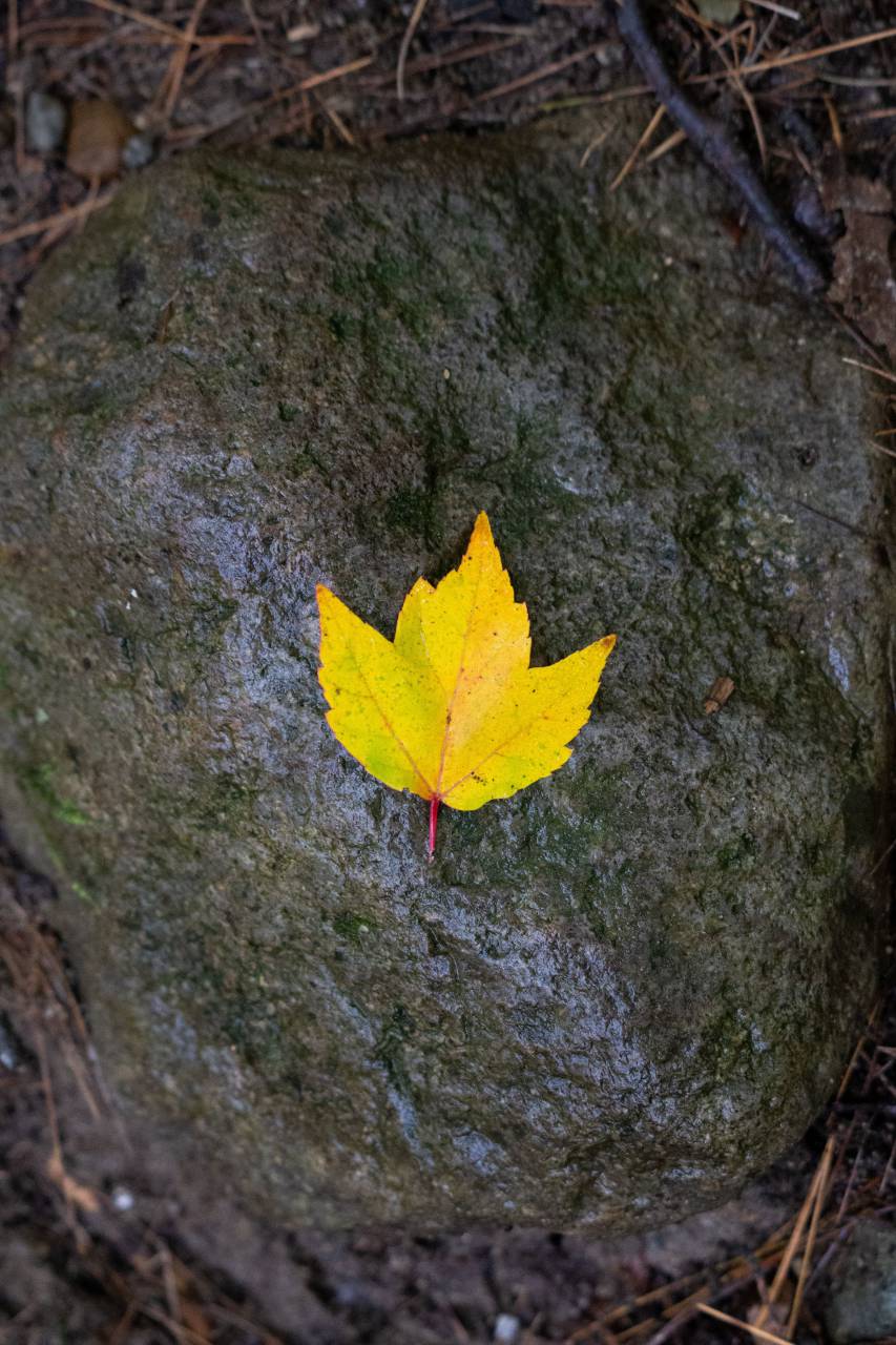 lone, autumn, leaf, fall, foliage, trees, rocks, rain, wet, nature, outdoors, hiking, yellow, maple
, 
