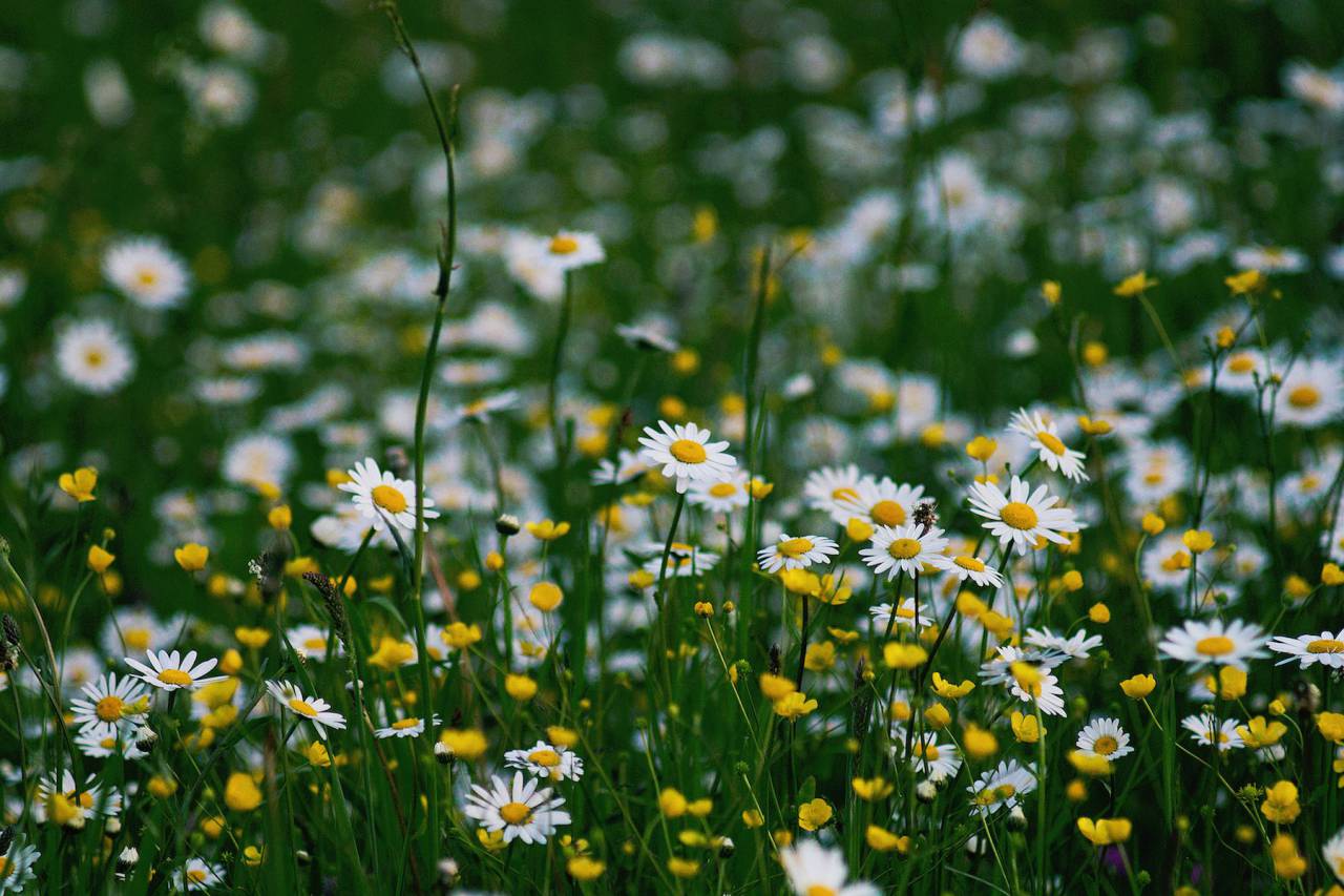 nature, daisies, flowers, yellow, white, green
, 