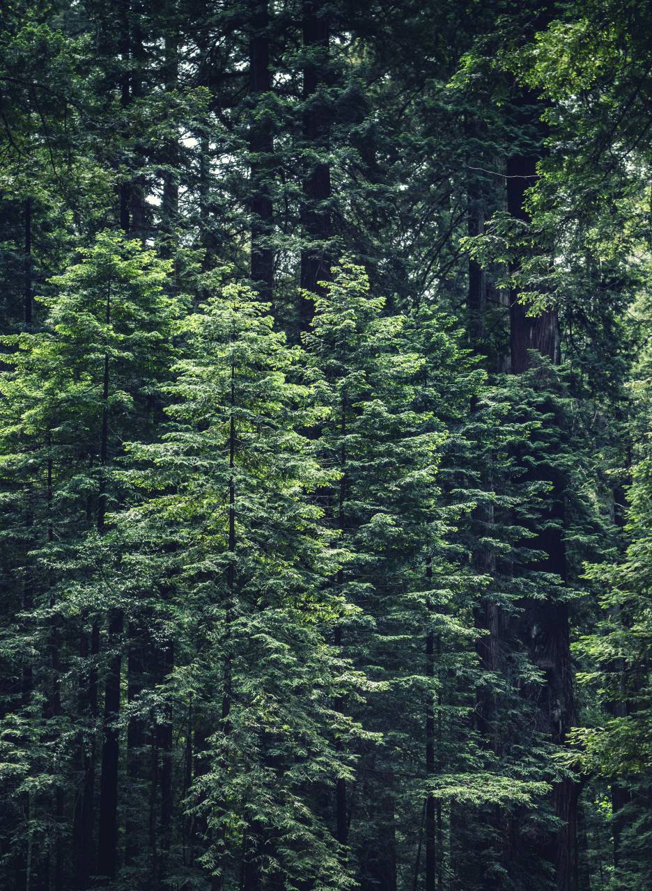 naturaleza, bosques, árboles, ramas, tronco, hojas, verde,