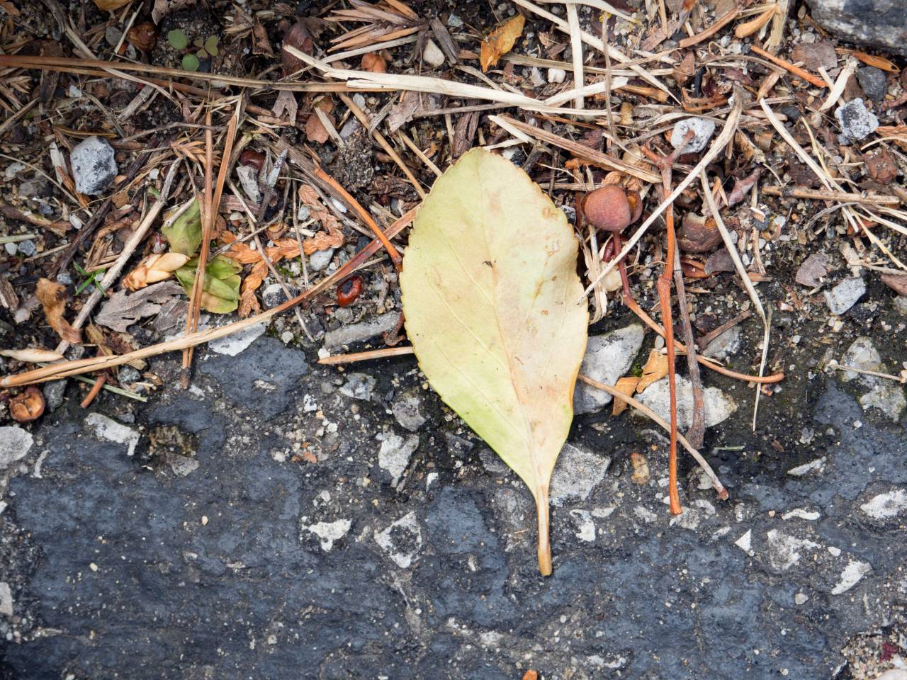Naturaleza, suelo, suelo, húmedo, agua, piedras, rocas, secas, hojas, al aire libre,