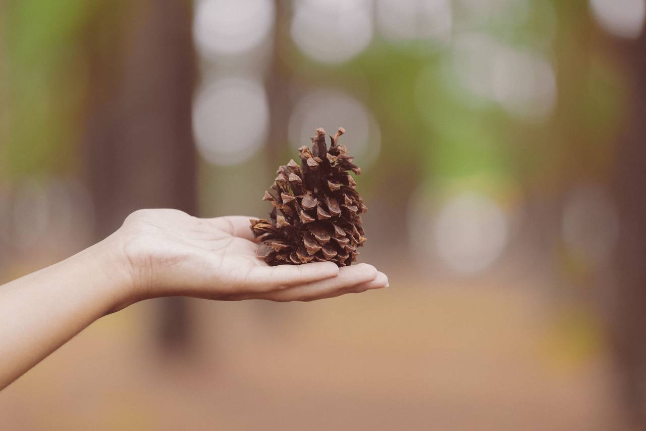 pine, cone, hand, palm, blur, bokeh
, 
