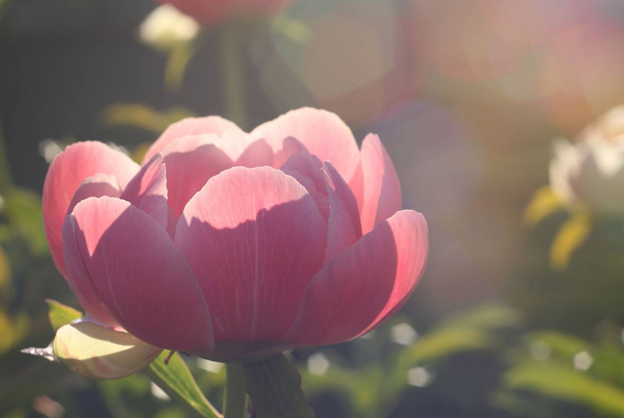 pink, flower, bloom, fresh, outdoors, nature, spring, petals, beautiful, summer, plant, blossom, garden, sun, bokeh
, 