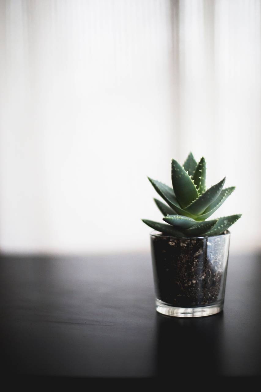 Planta, bonsai, mesa, vidrio, suelo, cactus, verde, espina, naturaleza, bokeh, difuminar, de madera,
