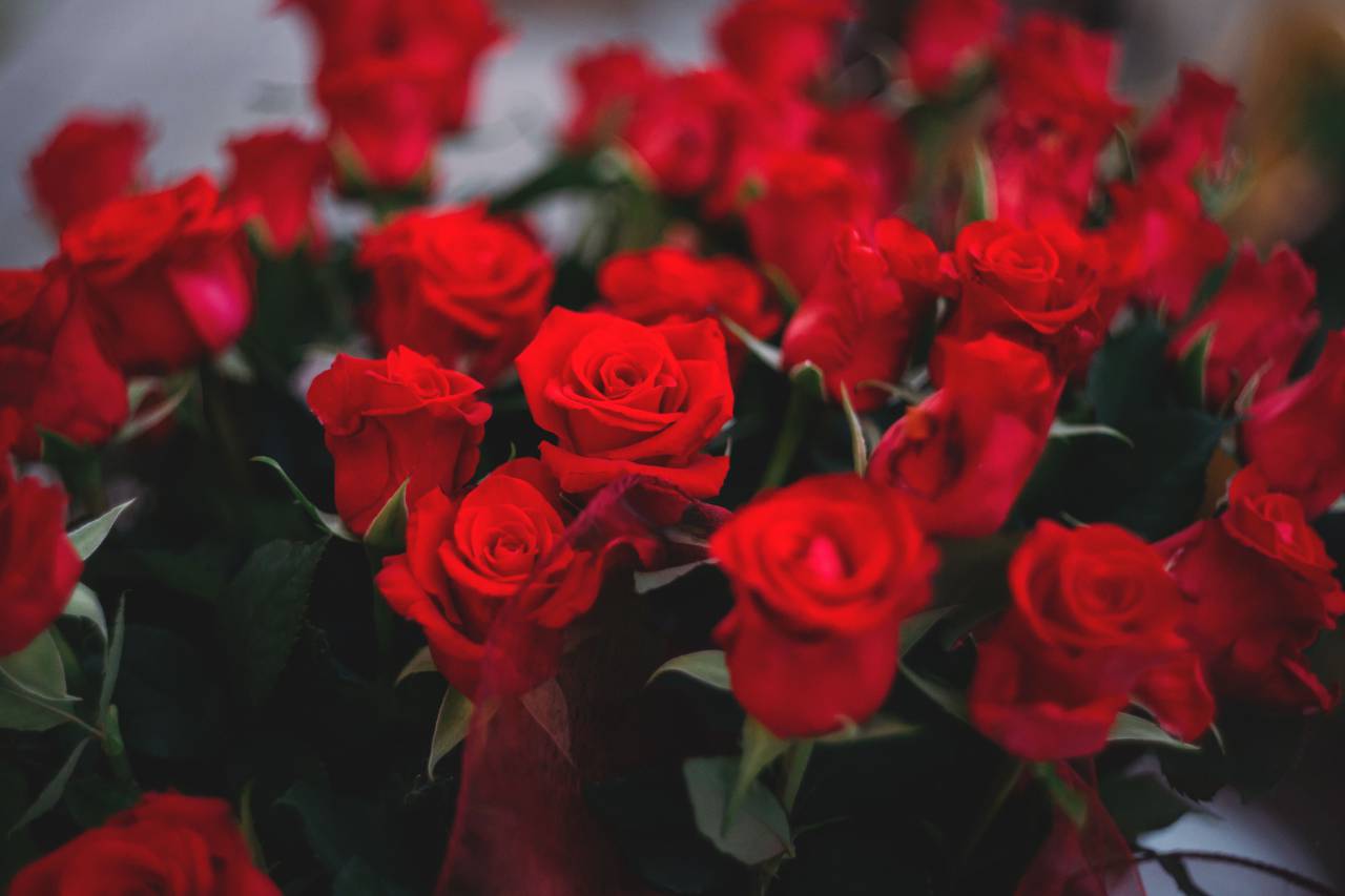 red, roses, flowers, bouquet, beauty, nature
, 
