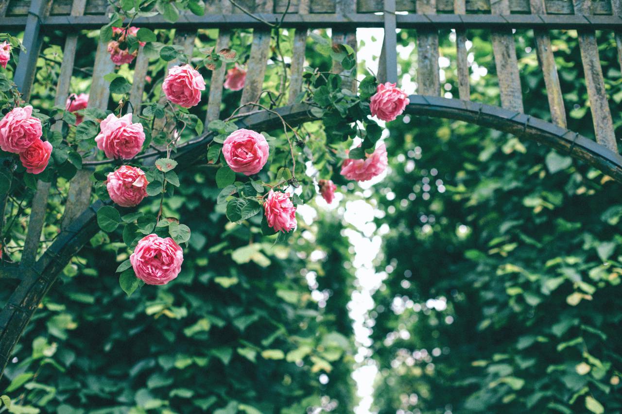 roses, pink, flower, petals, bloom, nature, green, plants, fence, steel, gate, bokeh
, 