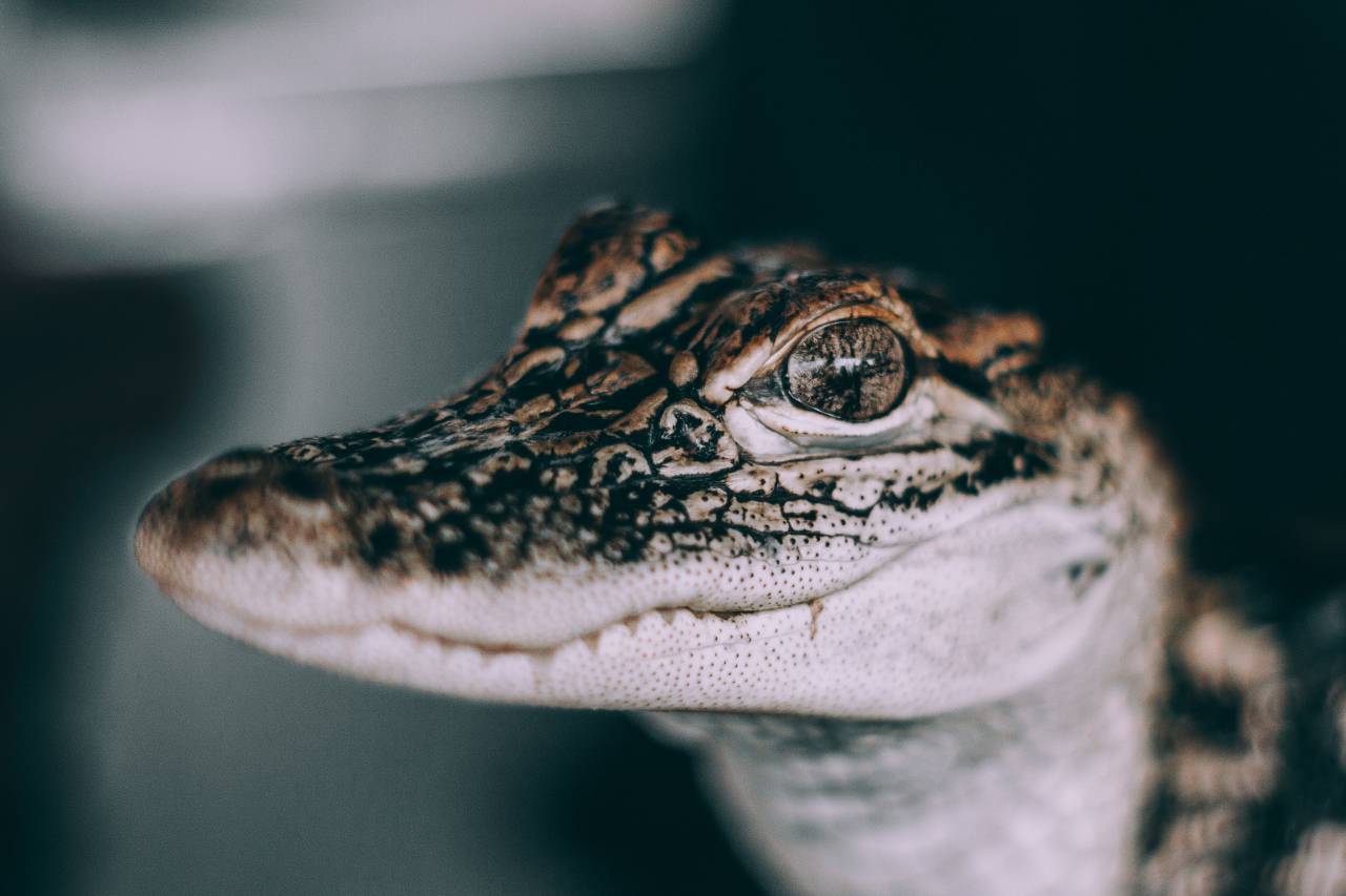 snake, wildlife, poison, eyes, amphibian, reptile
, 