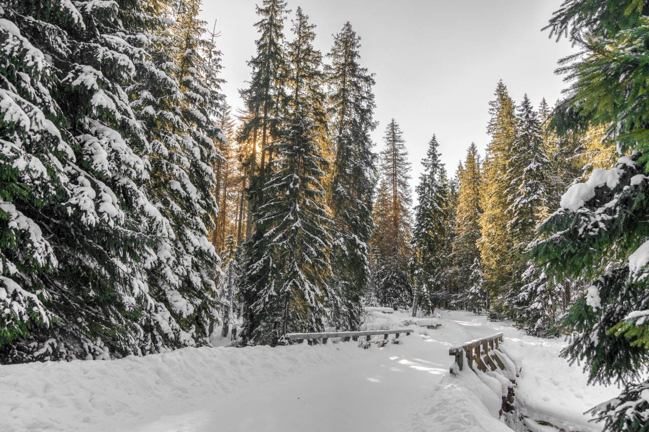 snow, winter, white, cold, weather, ice, trees, plants, nature, woods, forest, travel, adventure
, 