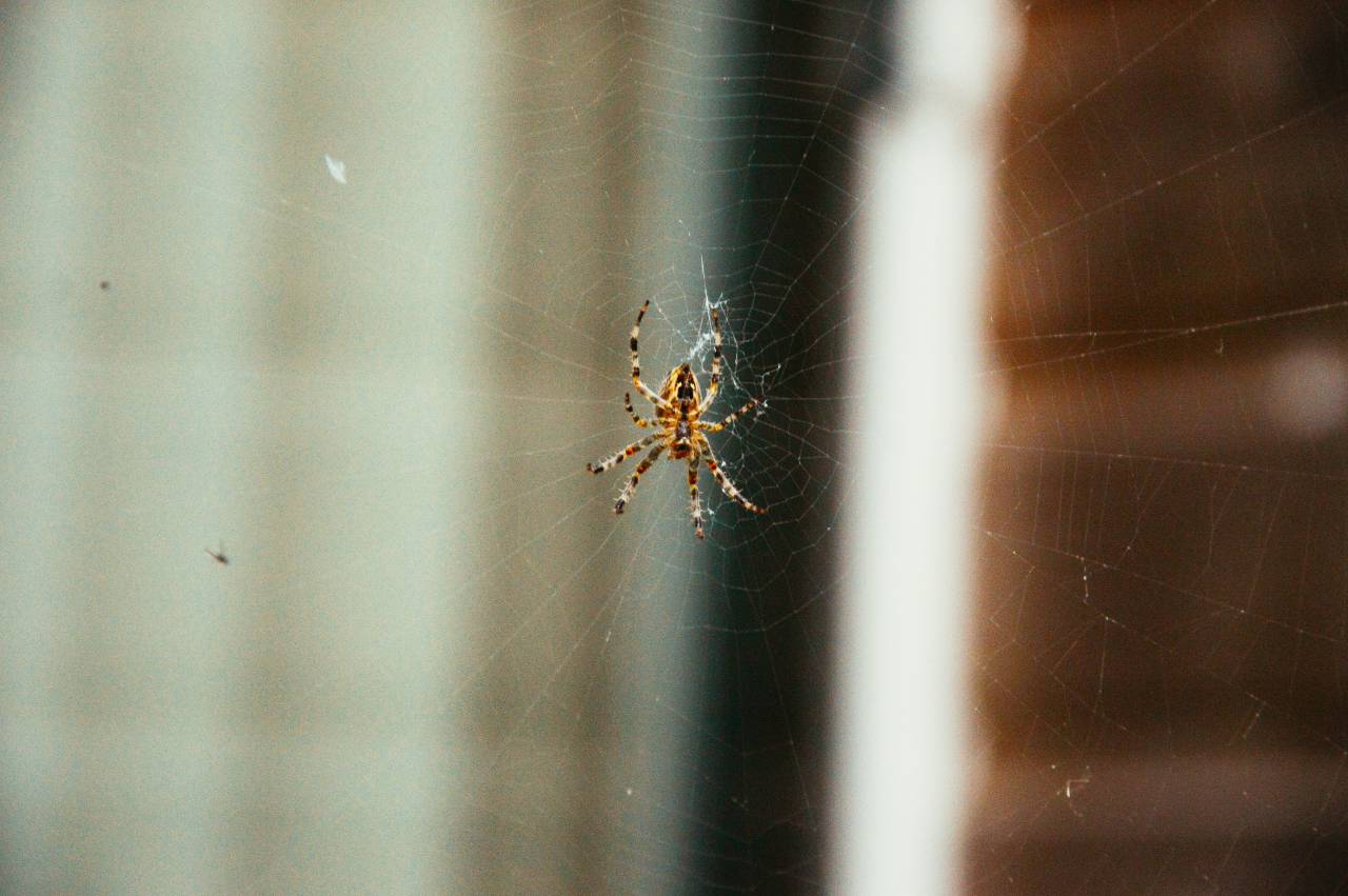 Araña, telaraña, insectos, animales,