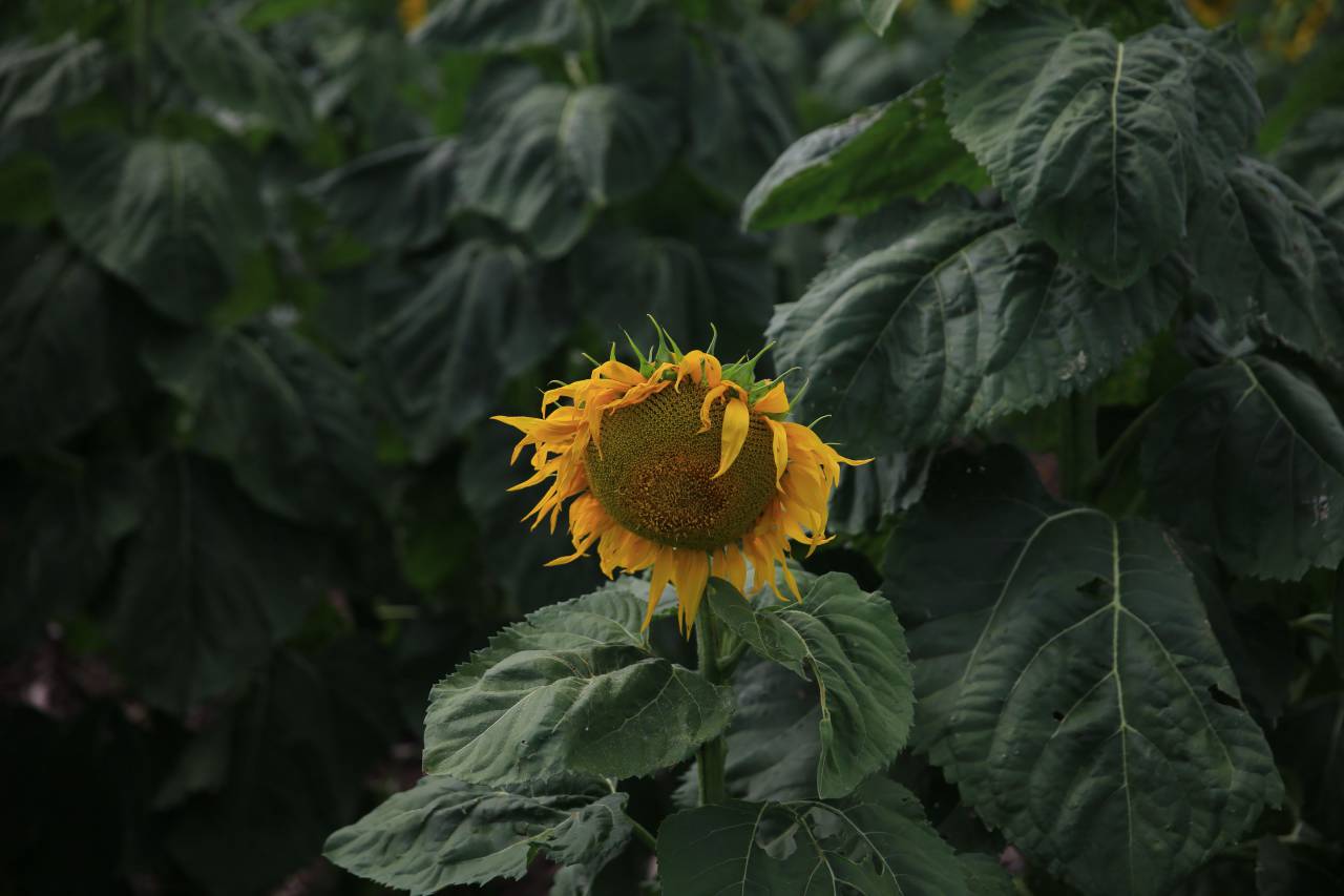 sunflower, yellow, petal, field, farm, garden, nature, plant, green, leaf, outdoor
, 