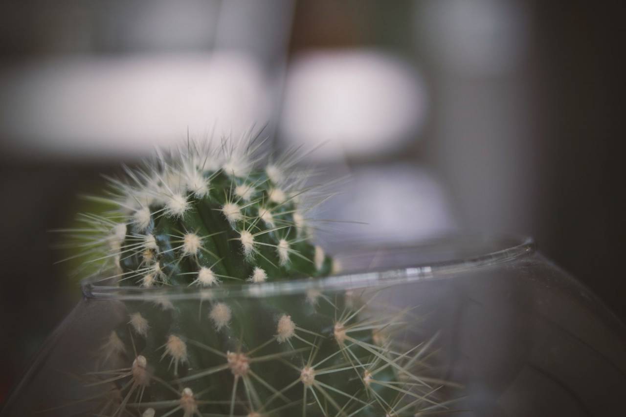 thorn, cactus, green, plant, glass, jar
, 