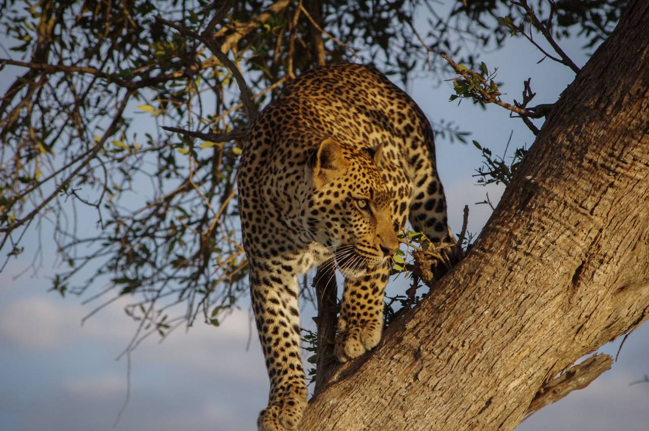 Árbol, madera, naturaleza, planta, animal, leopardo, cielo, nubes,