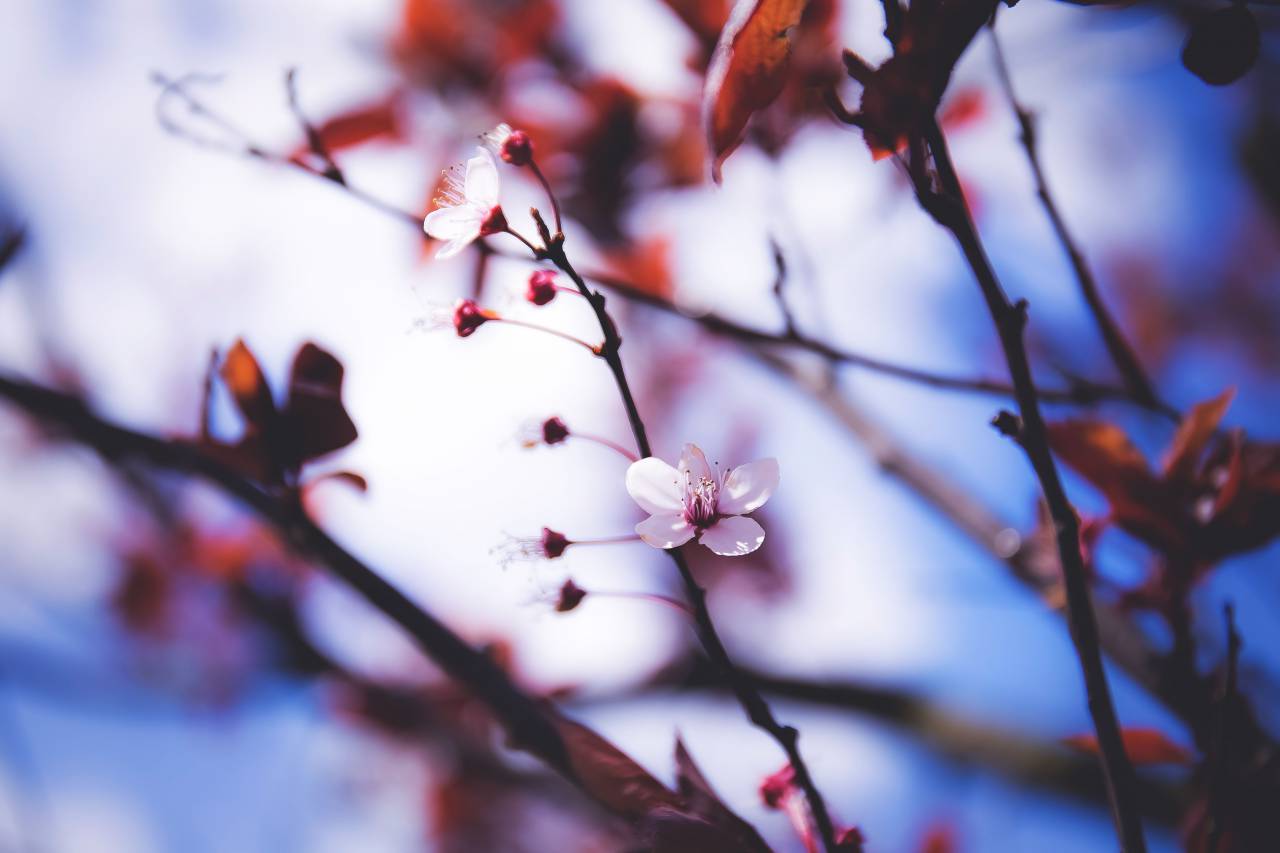 trees, blossoms, flowers, branches, nature, spring, summer, outdoors
, 