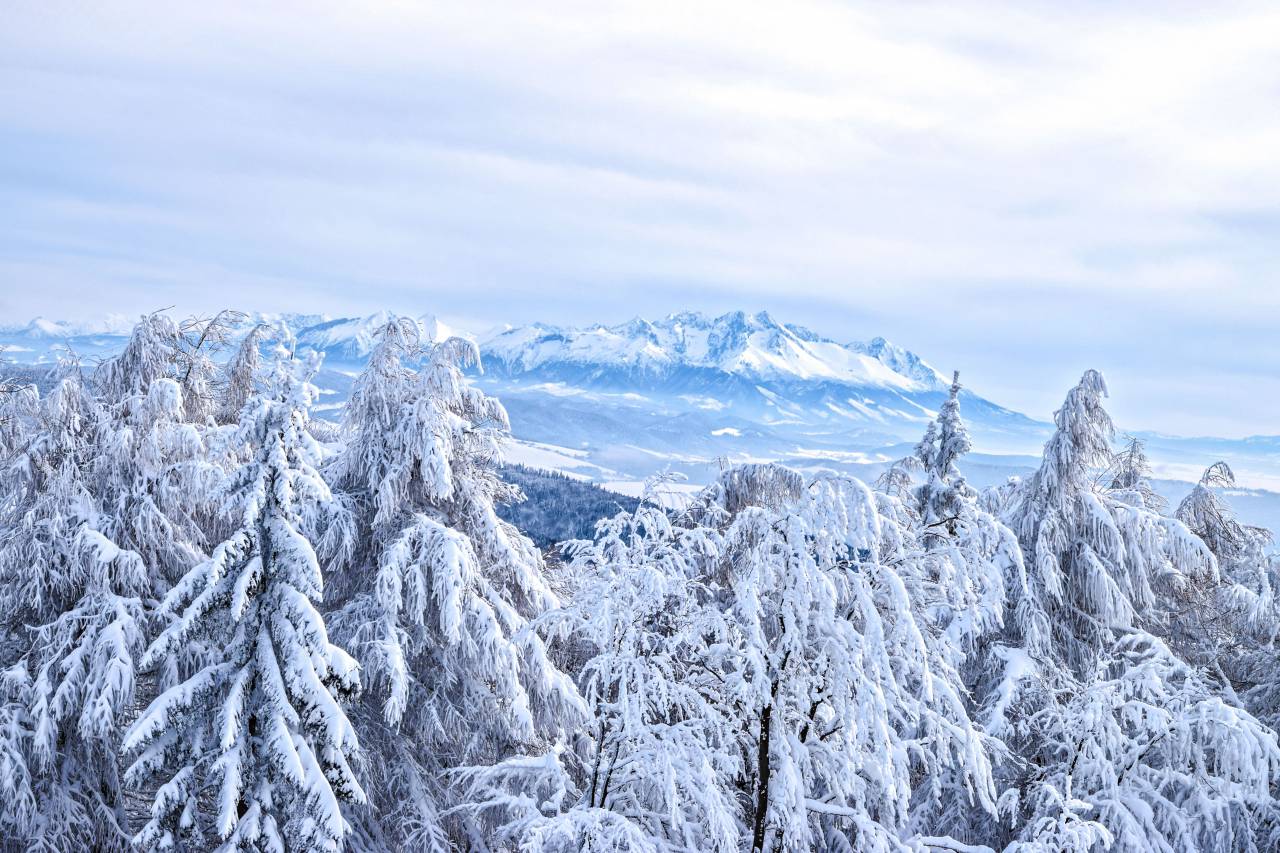 Árboles, plantas, montaña, paisaje, nieve, invierno, hielo, frío, clima, cielo, nube, naturaleza, ver, viajes,