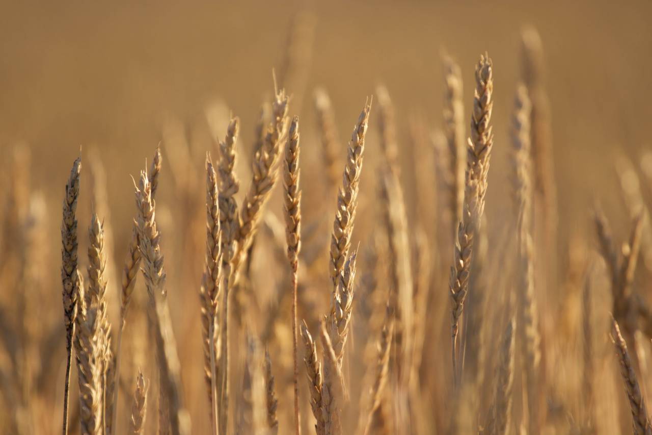 wheat, background, autumn, nature, field, grass, agriculture, grain, organic, food, harvest, golden, farm, crop, fall
, 